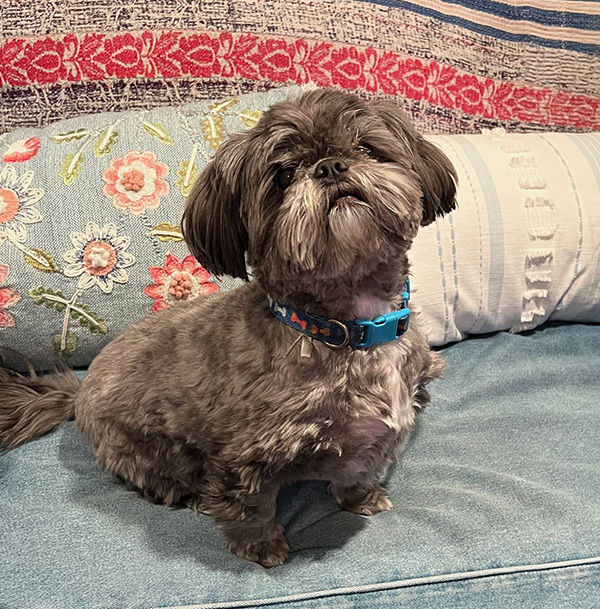 Walter, Susan Campbell Bartoletti's dog